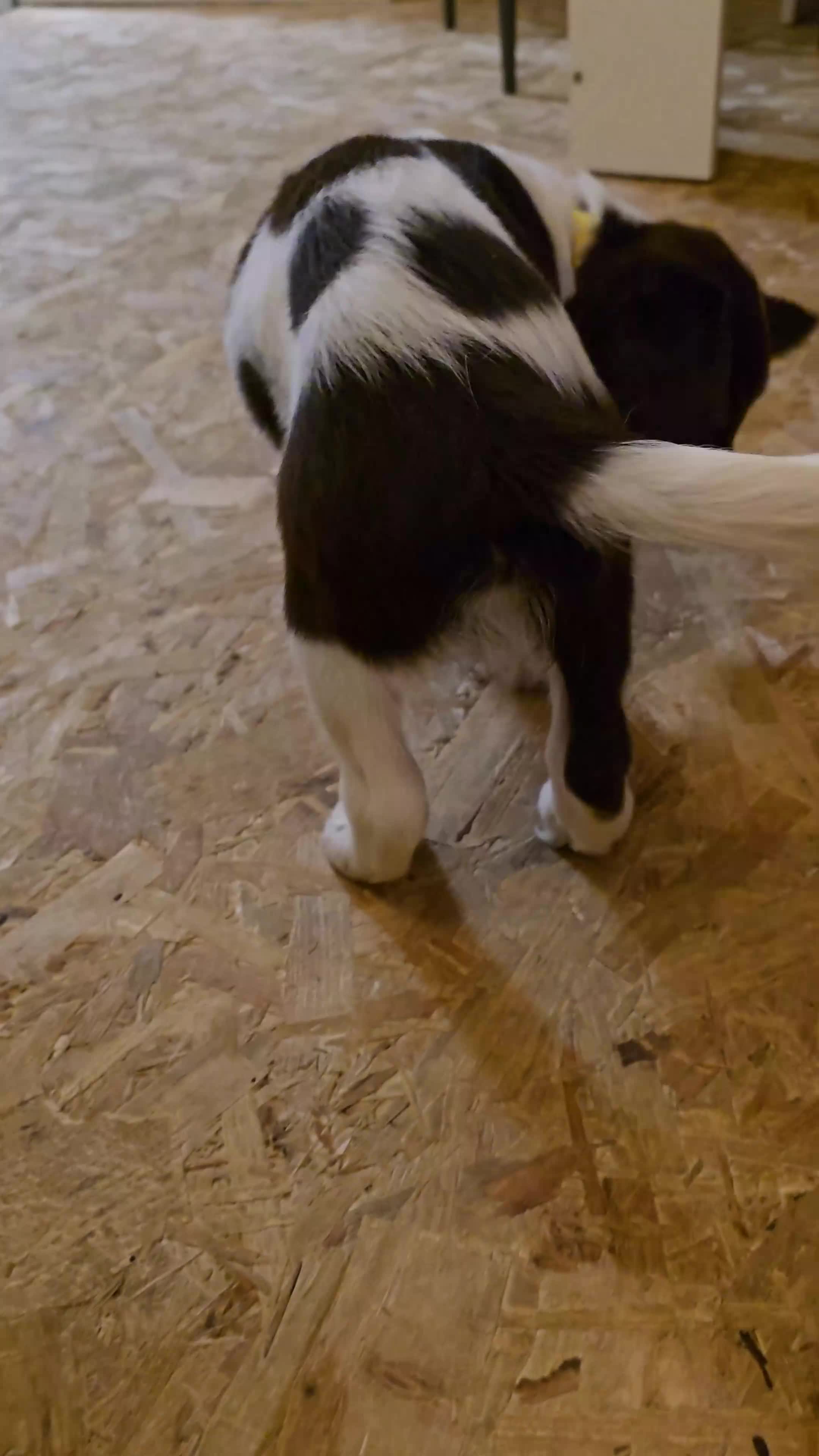 English Springer Spaniel dogs for sale: English Springer Spaniel Puppies  - Video 1