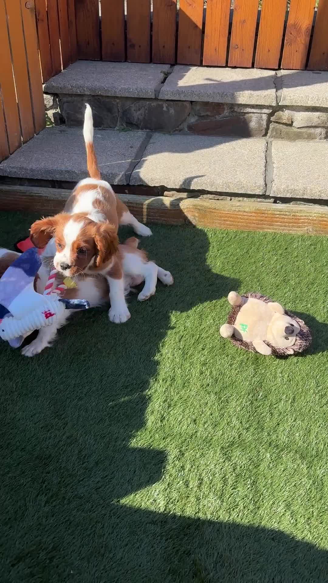 Cavalier King Charles Spaniel dogs for sale: DNA tested parents, Kc reg Cavalier pups - Video 1