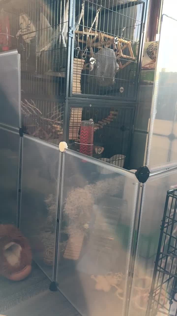 Rat rodents for sale: Young male rats and cage for sale - Video 1