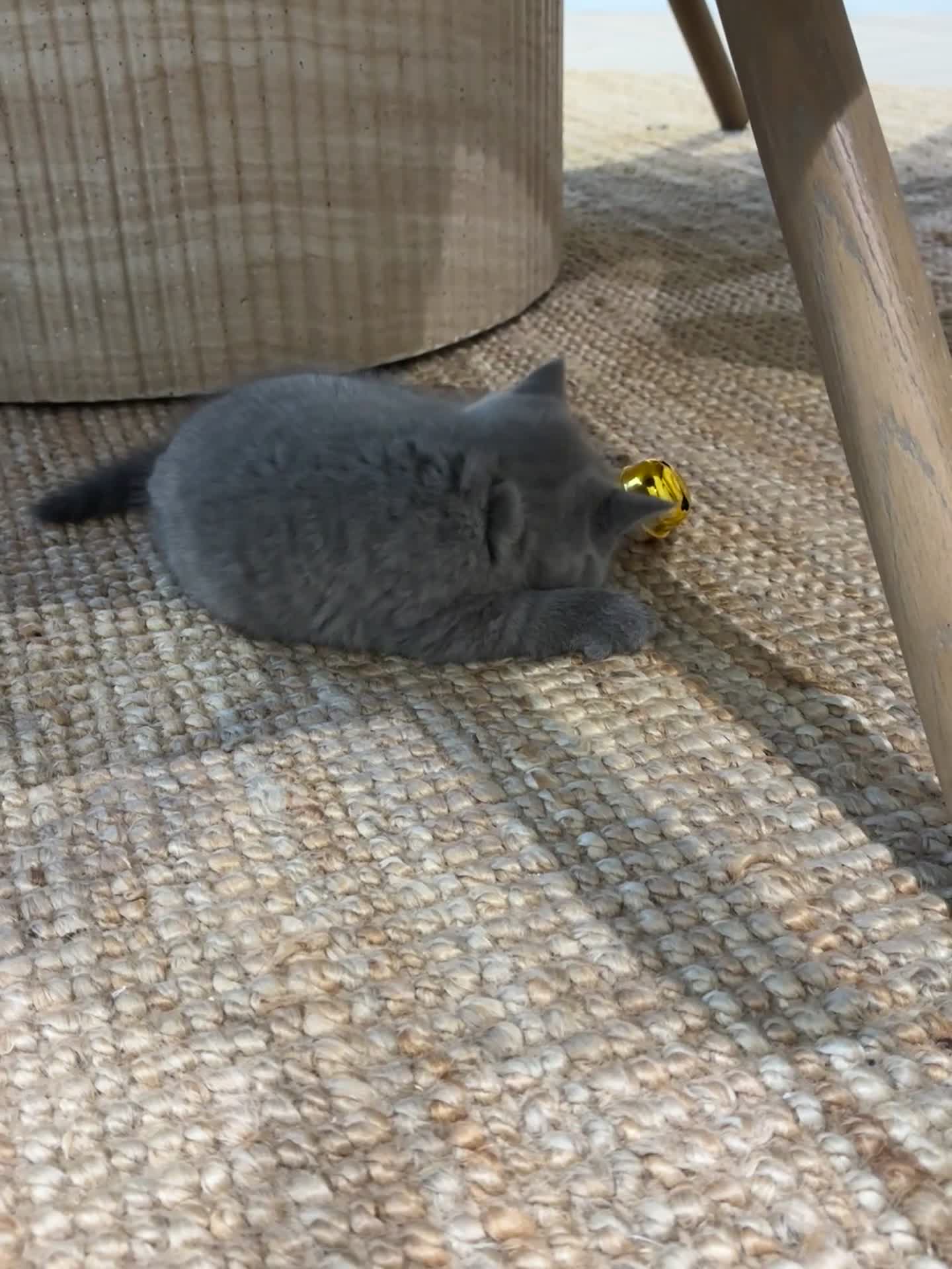 British Shorthair cats for sale: GCCF BSH beautiful chunky female  - Video 1