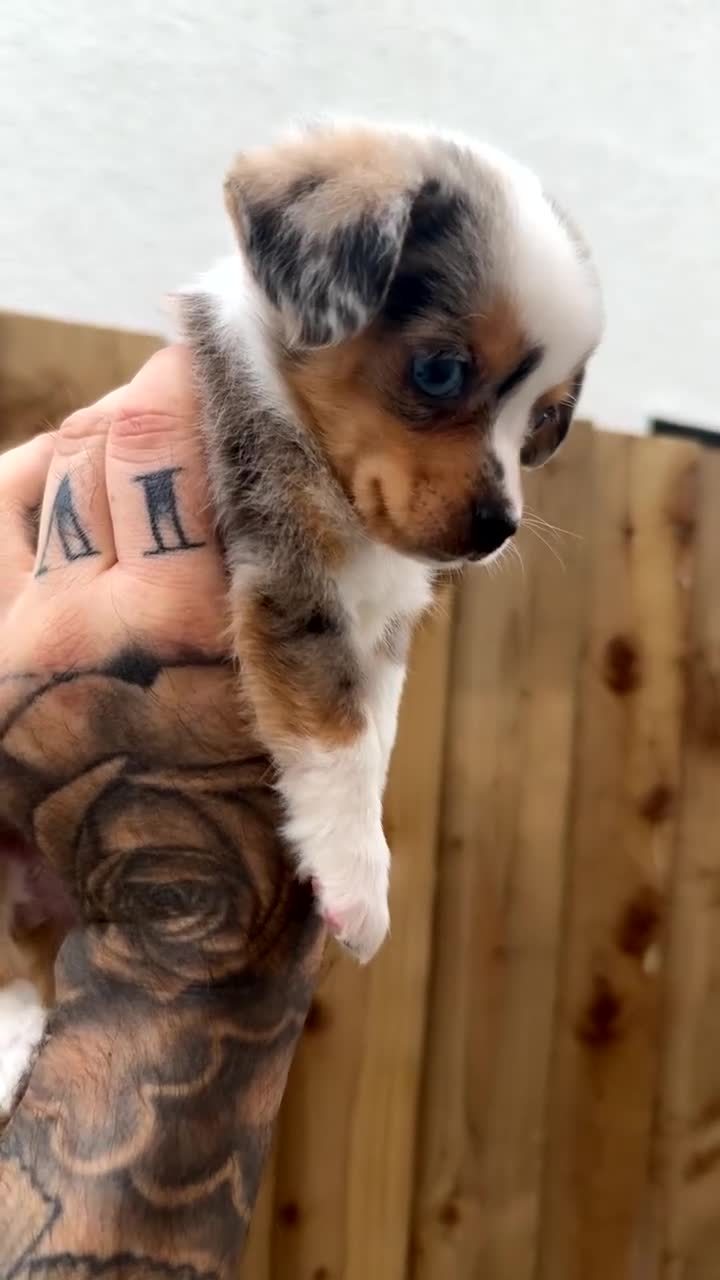 Miniature Dachshund dogs for sale: £650 / ONE LEFT! DECIDED TO SELL OUR KEEPER GIRL - Video 2