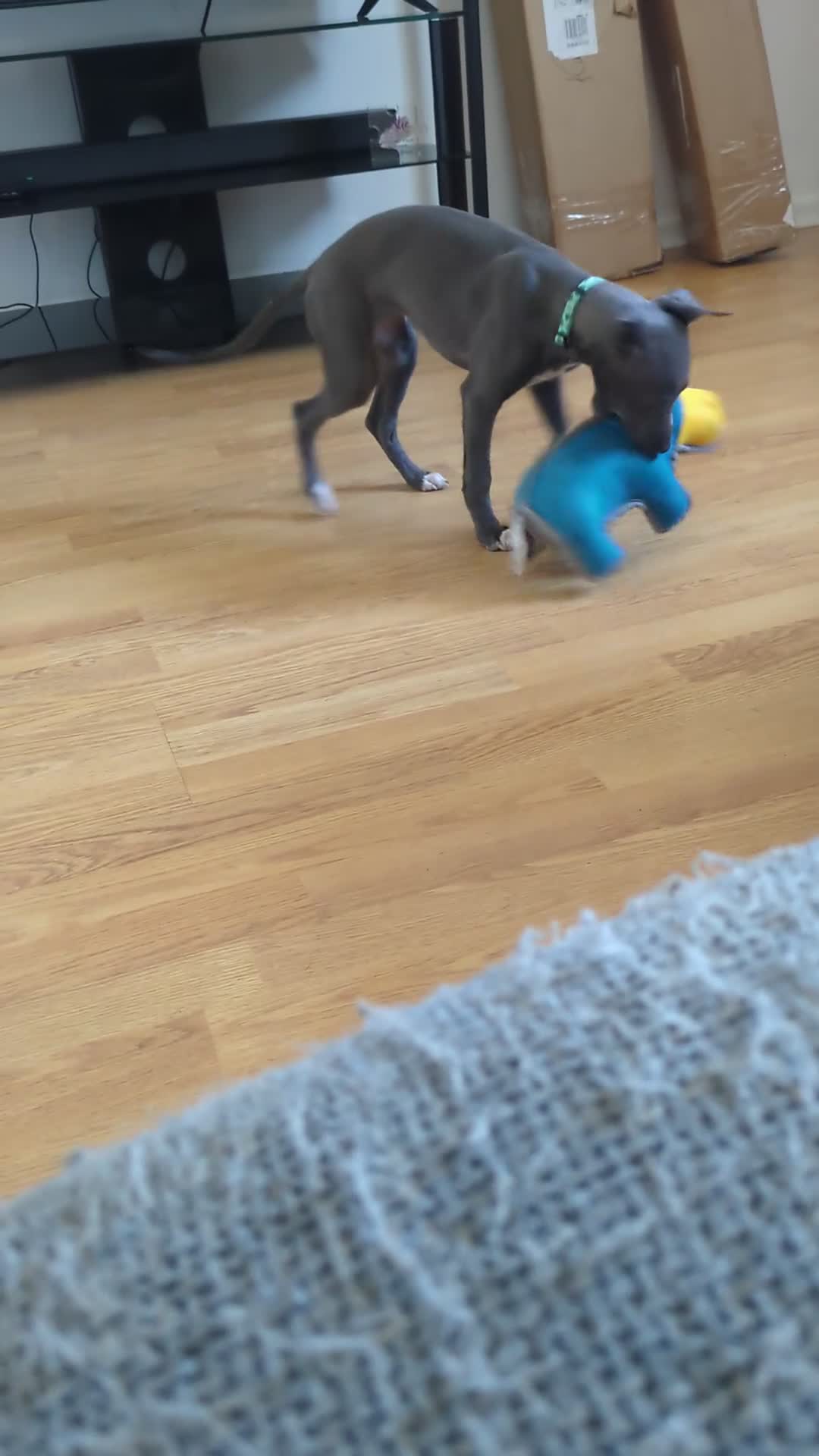 Whippet dogs for sale: KC registered Blue whippet  - Video 1