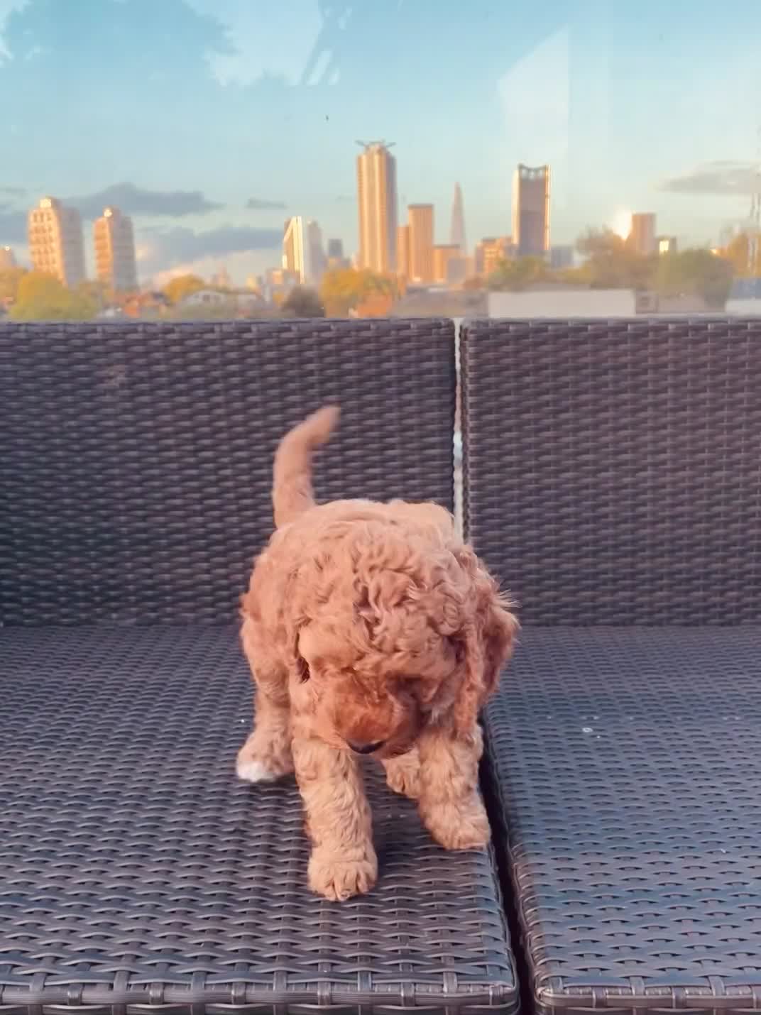 Mixed Breed dogs for sale: Out standing Labradoodle from a loving home  - Video 1