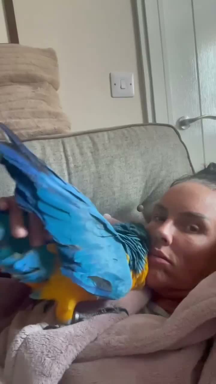 Macaws birds for sale: 8mth old silly tame  in Newport - Video 2