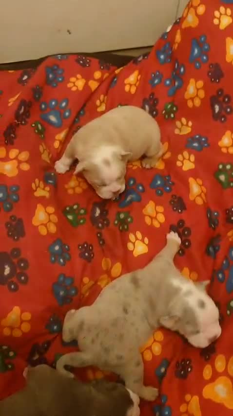 Mixed Breed dogs for sale: Beautiful merle bulldog puppies  in Bourne - Video 3