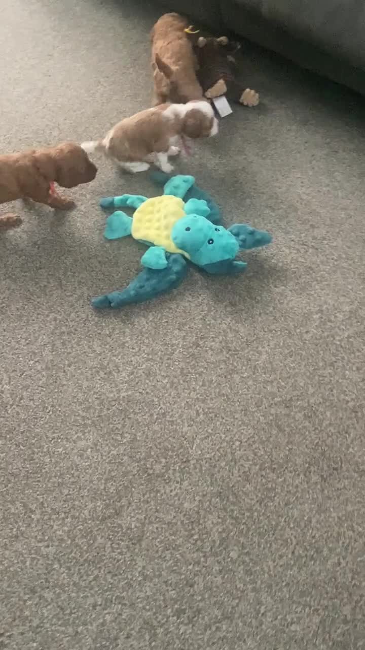 Mixed Breed dogs for sale: Adorable Cavapoo Puppies - One boy left! - Video 2