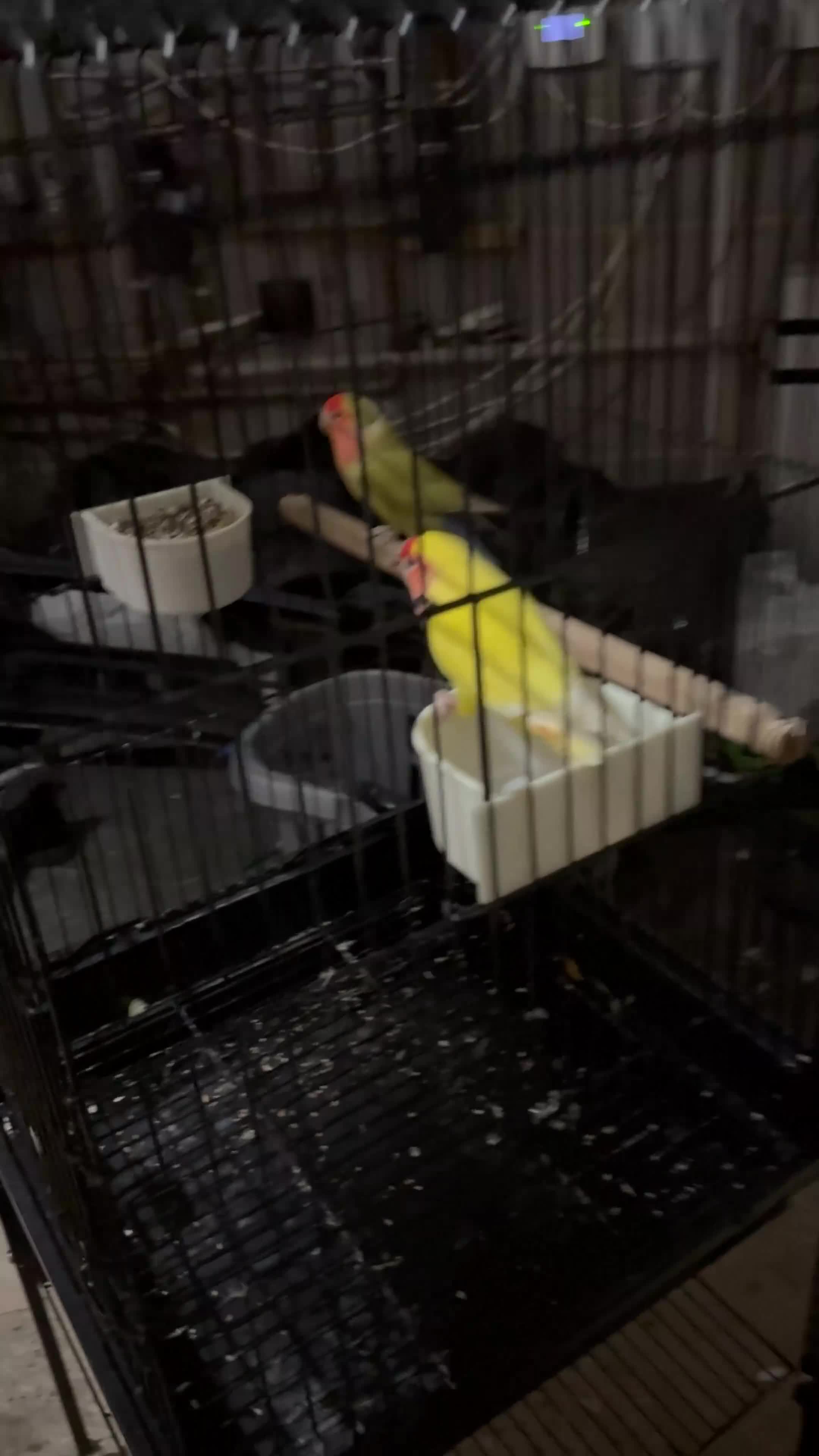 Lovebirds birds for sale: Lovebirds with cage  - Video 1