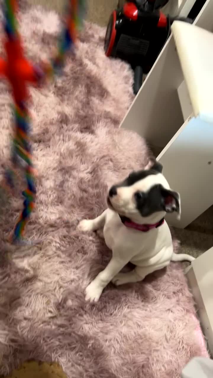 Mixed Breed dogs for sale: Female French staff - Video 1