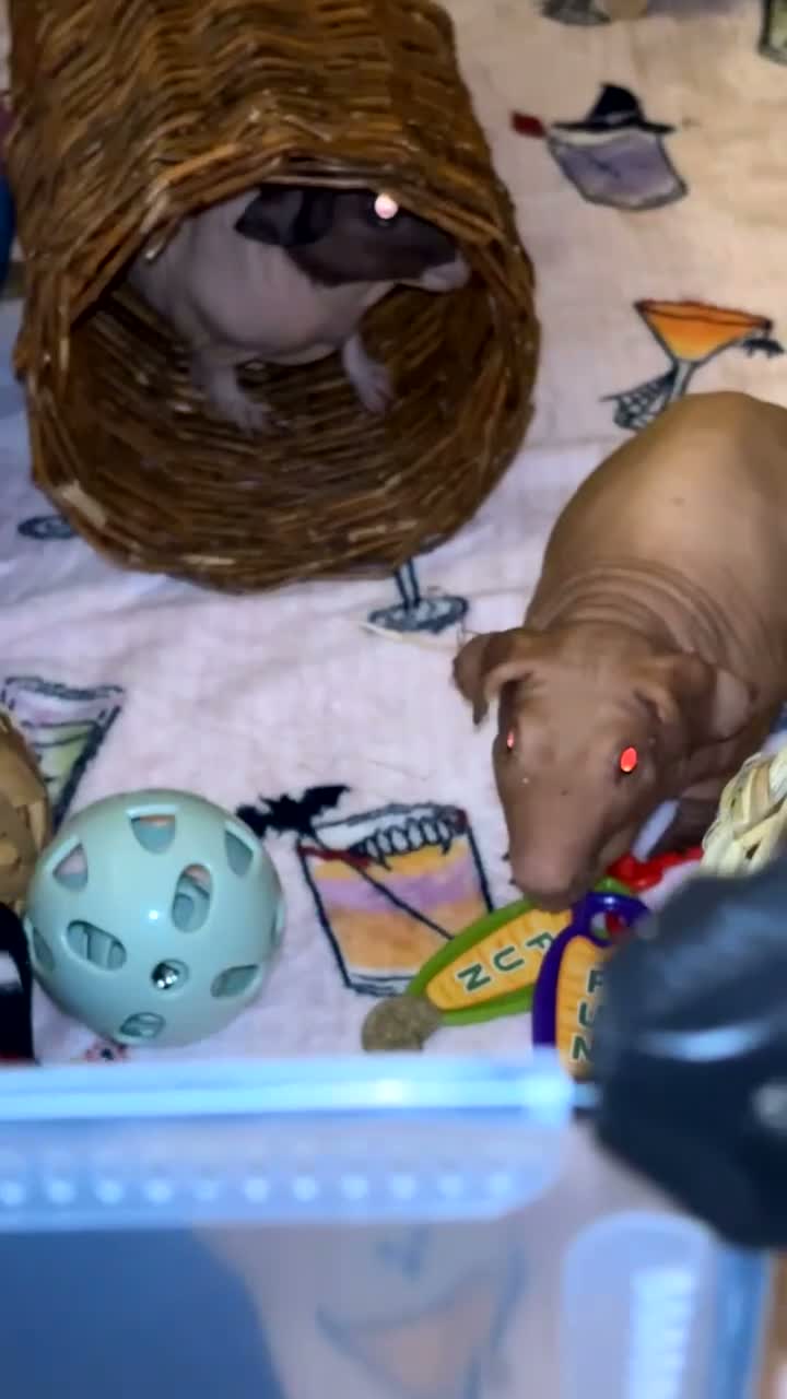 Guinea Pig rodents for sale: Baldwin skinny pig pair  - Video 1