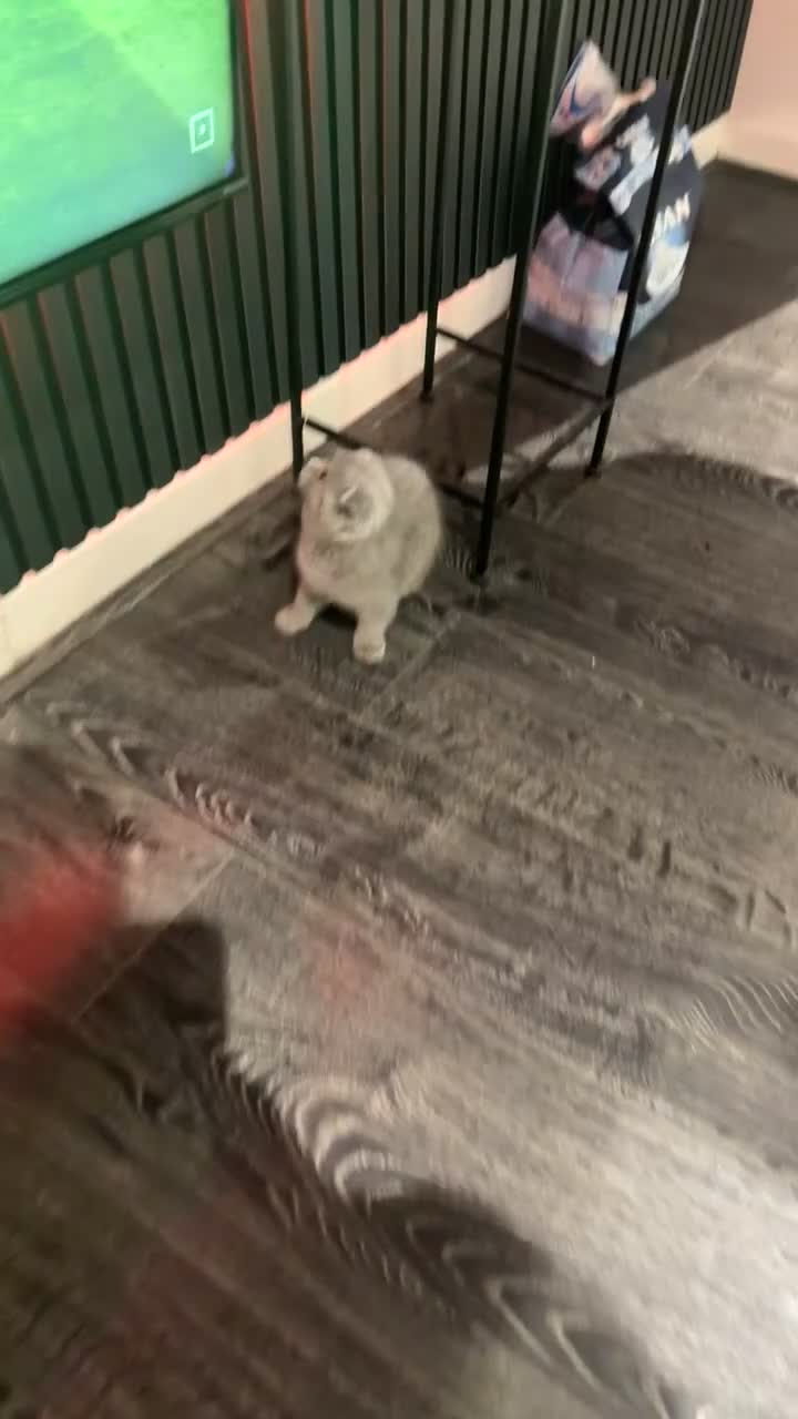 British Shorthair cats for sale: Beautiful BSH/Fold Kitten - Video 1