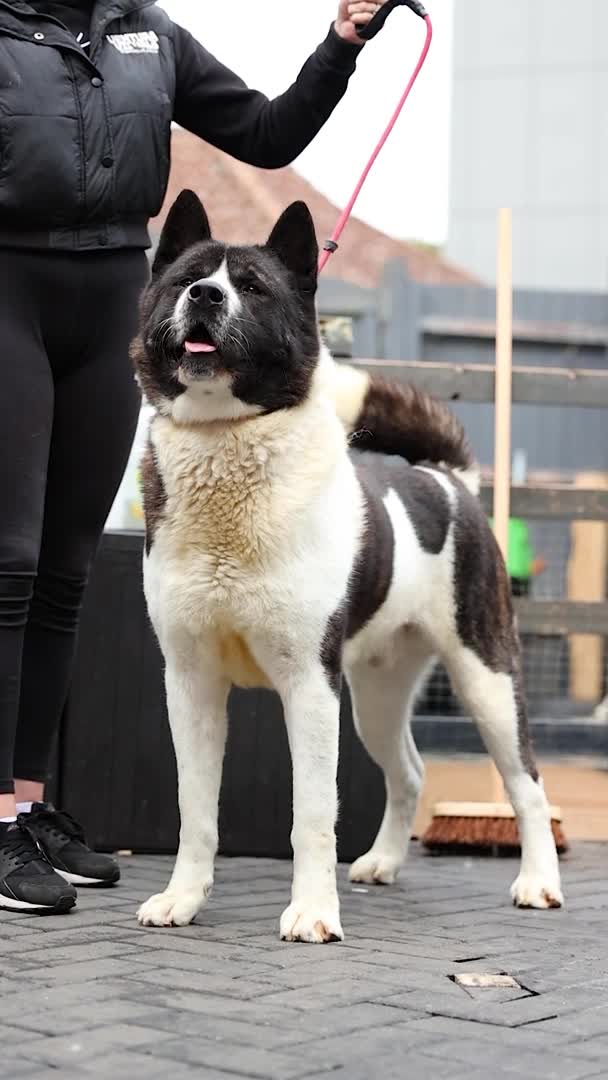 Akita dogs for stud: American Akita  in Luton - Video 1