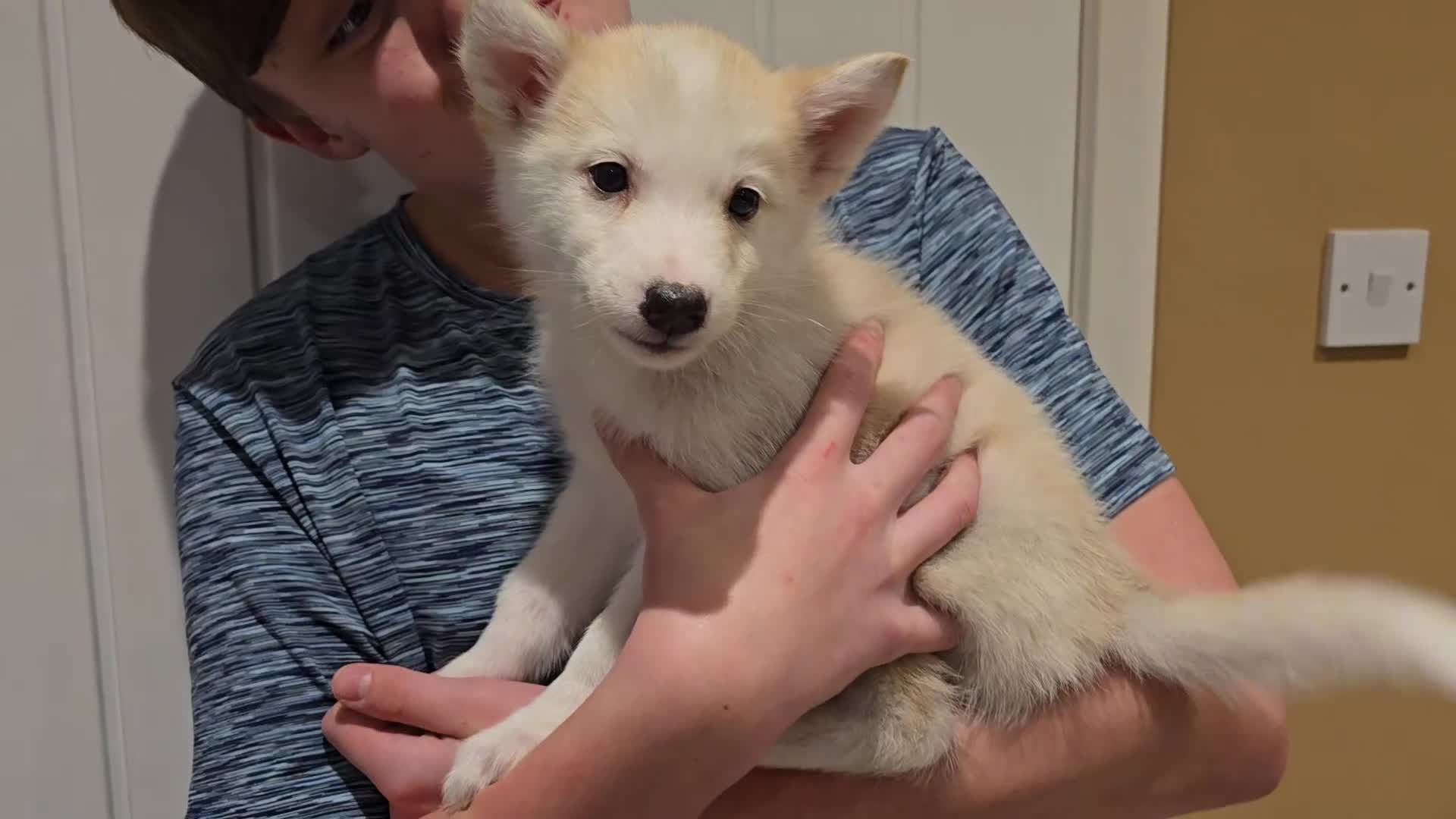 Siberian Husky dogs for sale: Ready Now last 2 girls left in litter - Video 2