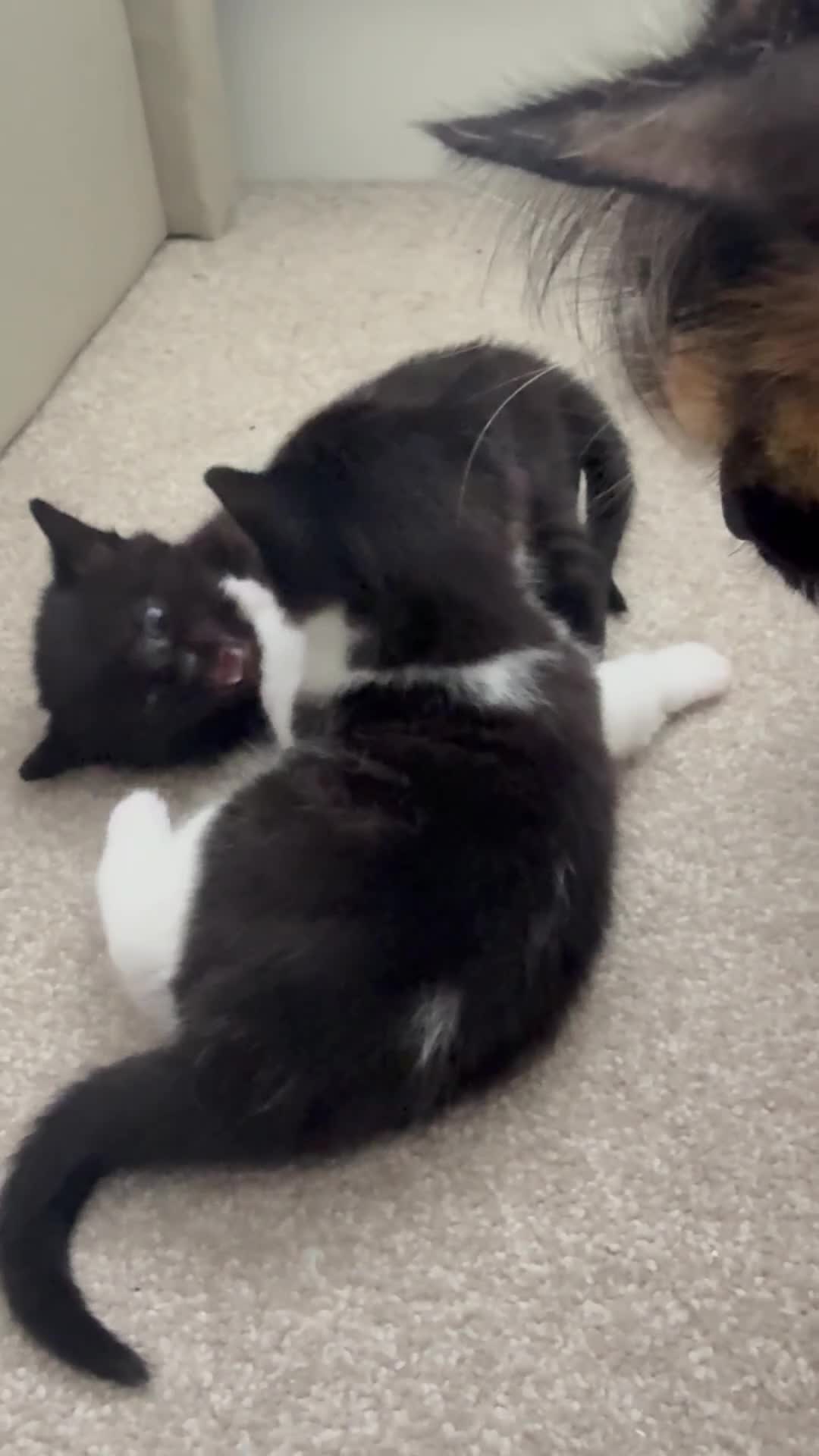 Maine Coon cats for sale: Maine Coon cross  in Macclesfield - Video 4