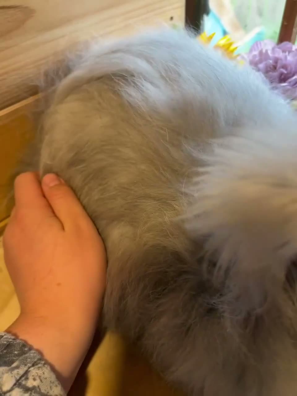 Angora rabbits for sale: ✨vaccinated✨ angora girl looking for 5⭐️🏡 - Video 1