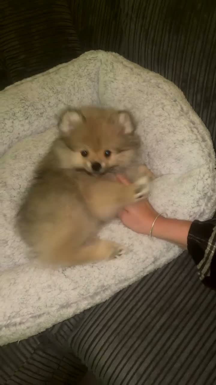 Pomeranian dogs for stud: Our pommy is up for stud 🐾  - Video 3