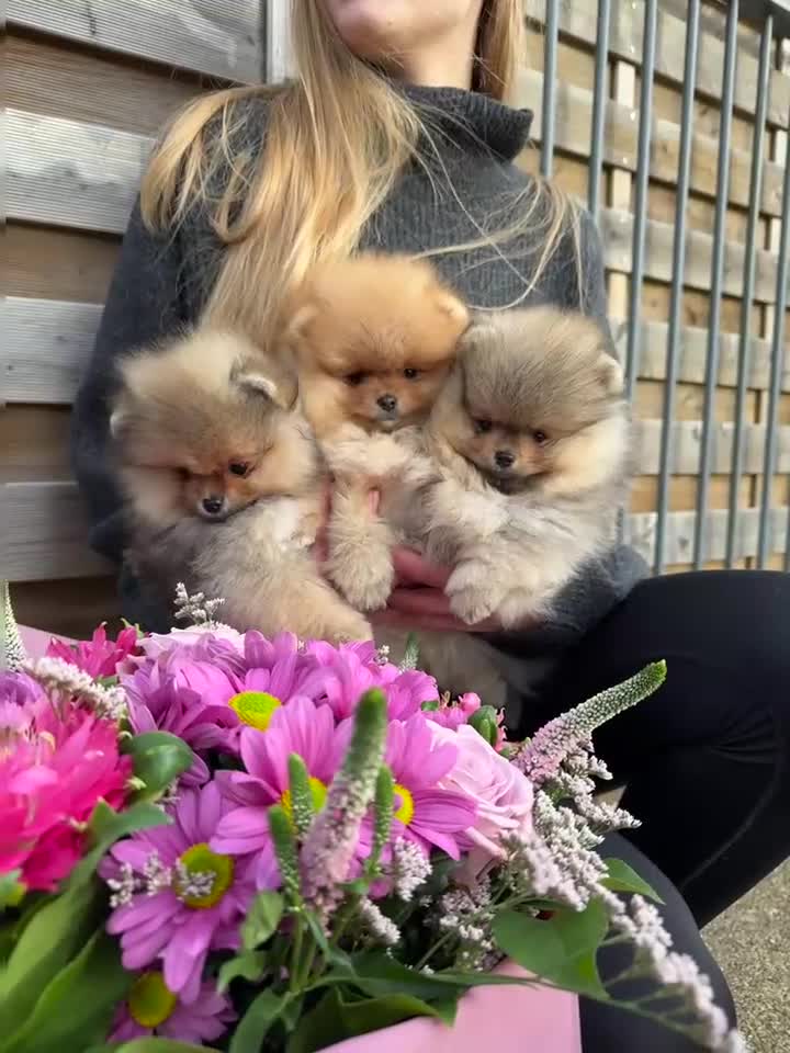 Pomeranian dogs for sale: ♥️ Adorable Pomeranian Puppies ♥️ - Video 1
