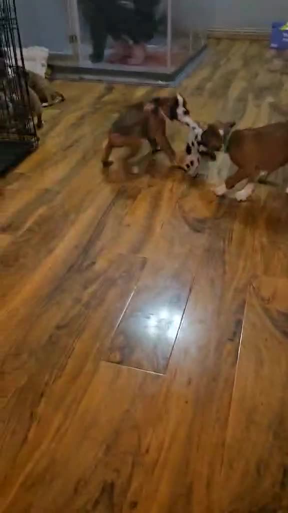 Boxer dogs for stud: Fully Health tested euro / kc reg Boxsanuk Gelso  in Newcastle upon Tyne - Video 1