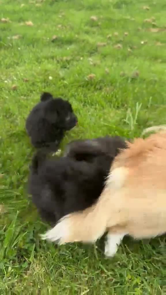 Mixed Breed dogs for sale: BEAUTIFUL F1 CORGIPOO GIRL🩷 - Video 1