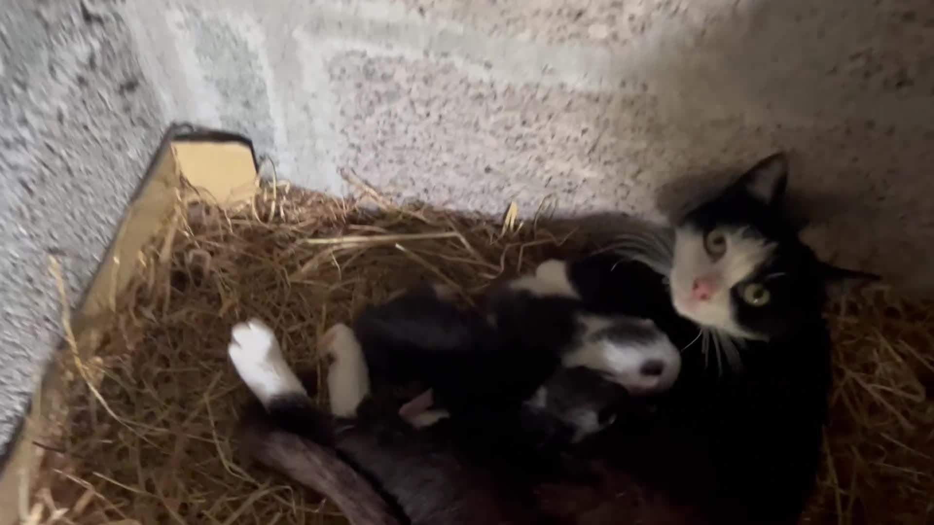 Domestic Shorthair cats for sale: Kittens - Newborn black and white - Video 2