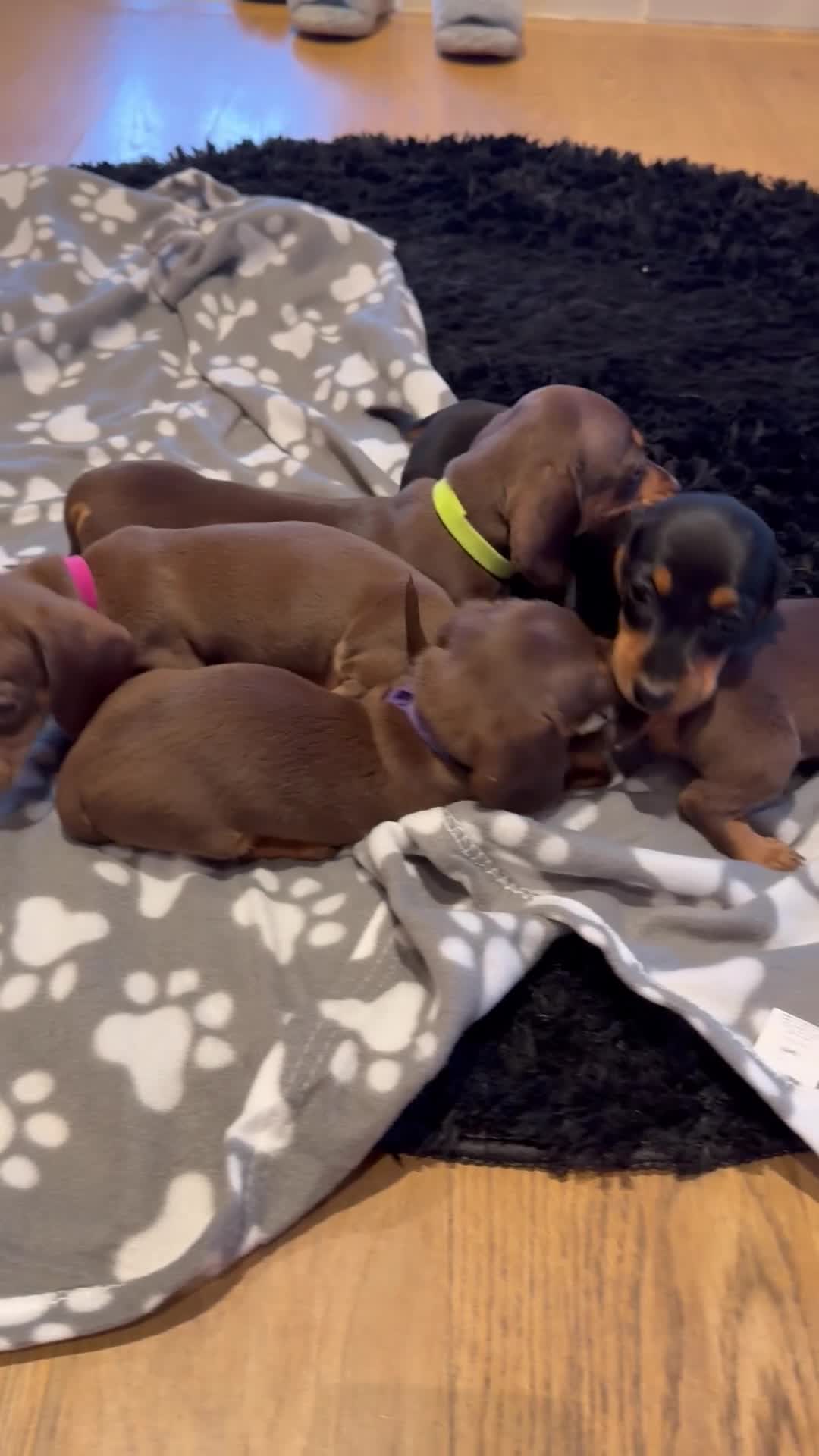 Miniature Dachshund dogs for sale: 5 miniature dachshund puppies  - Video 1