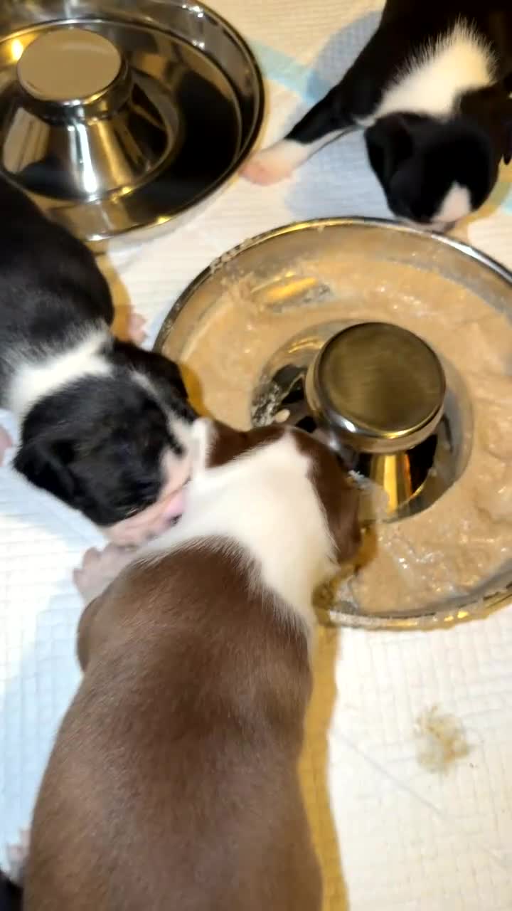 Boston Terrier dogs for sale: Quality Lines KC Registered Boston Terrier Puppies - Video 4