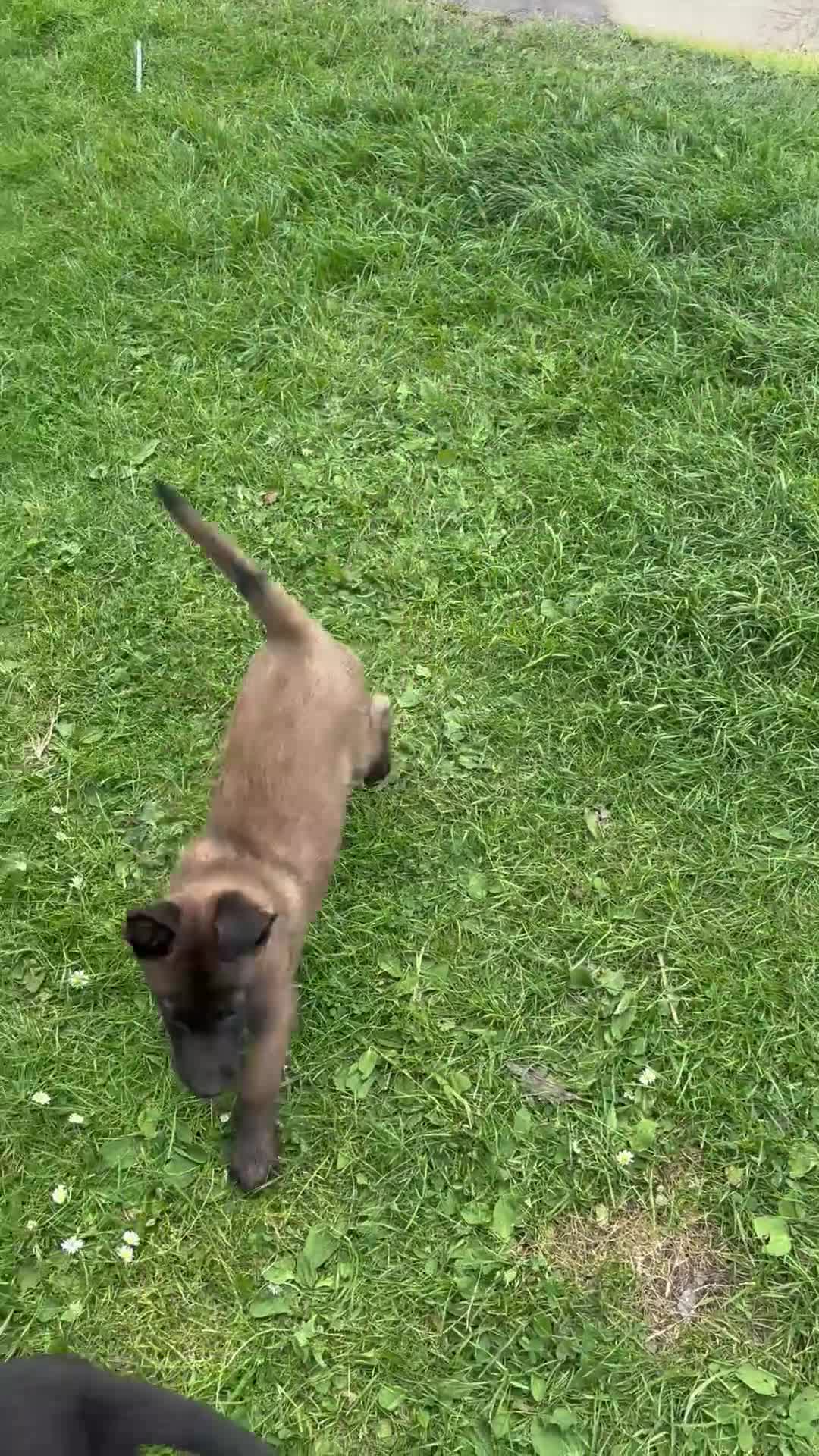 Belgian Shepherd Dog dogs for sale: Belgium malinois puppy’s for sale  in Crook - Video 1
