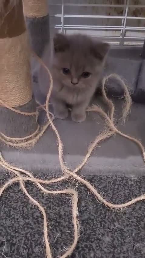 British Shorthair cats for sale: 2 GORGEOUS BRITISH SHORTHAIR KITTENS! - Video 3