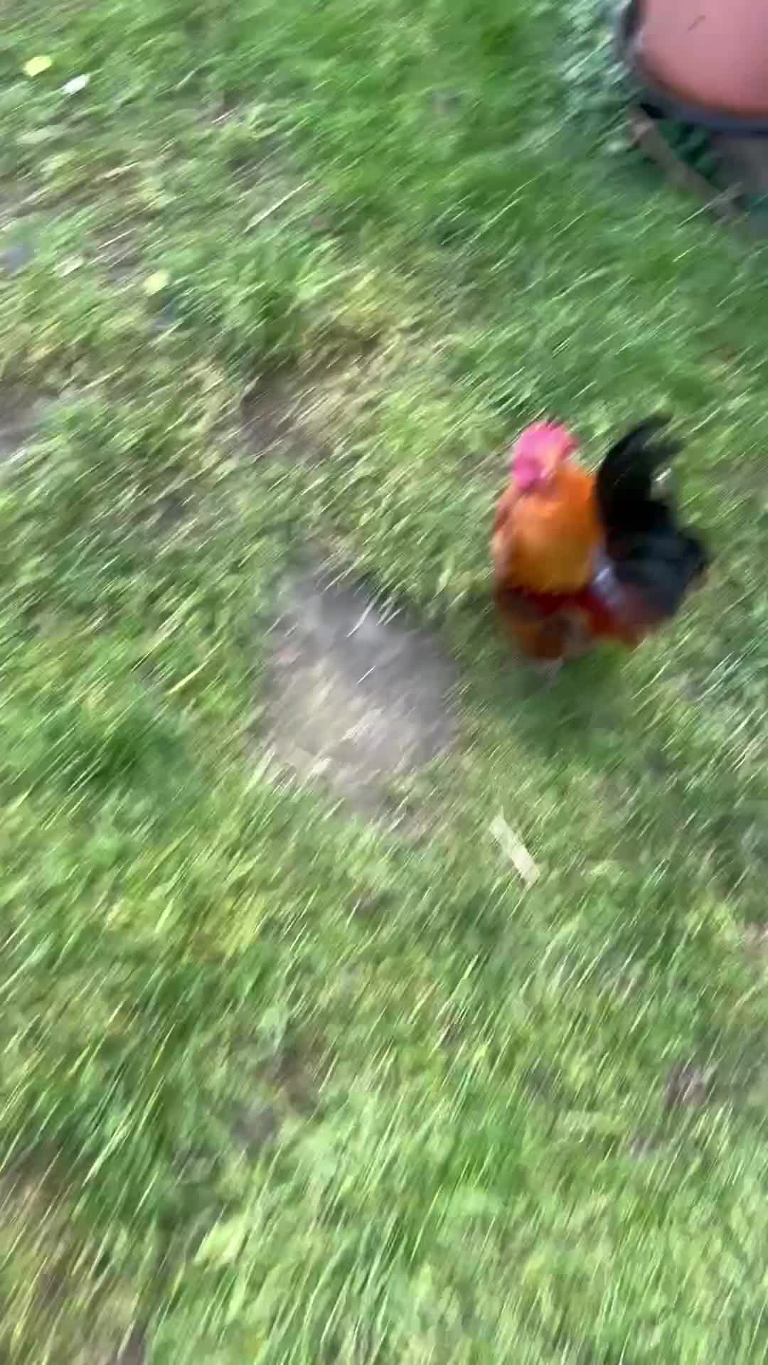 Chickens poultry for sale: Serama cockerels  - Video 1