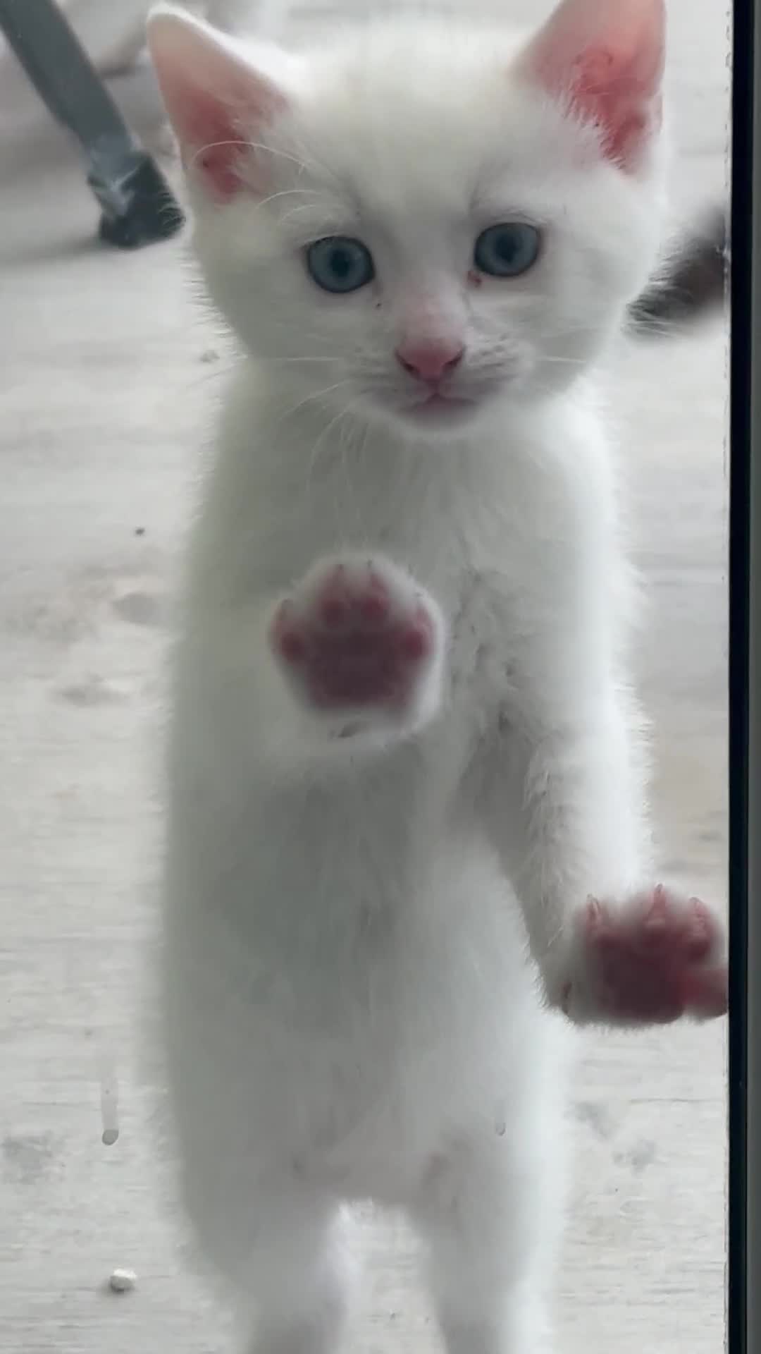 Khao Manee cats for sale: Beautiful 2 male and 2 female kittens  - Video 2