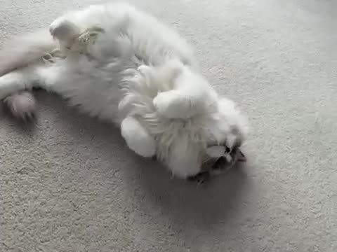 Ragdoll cats for sale: 1 GCCF Ragdoll Blue Point Boy left - Video 1
