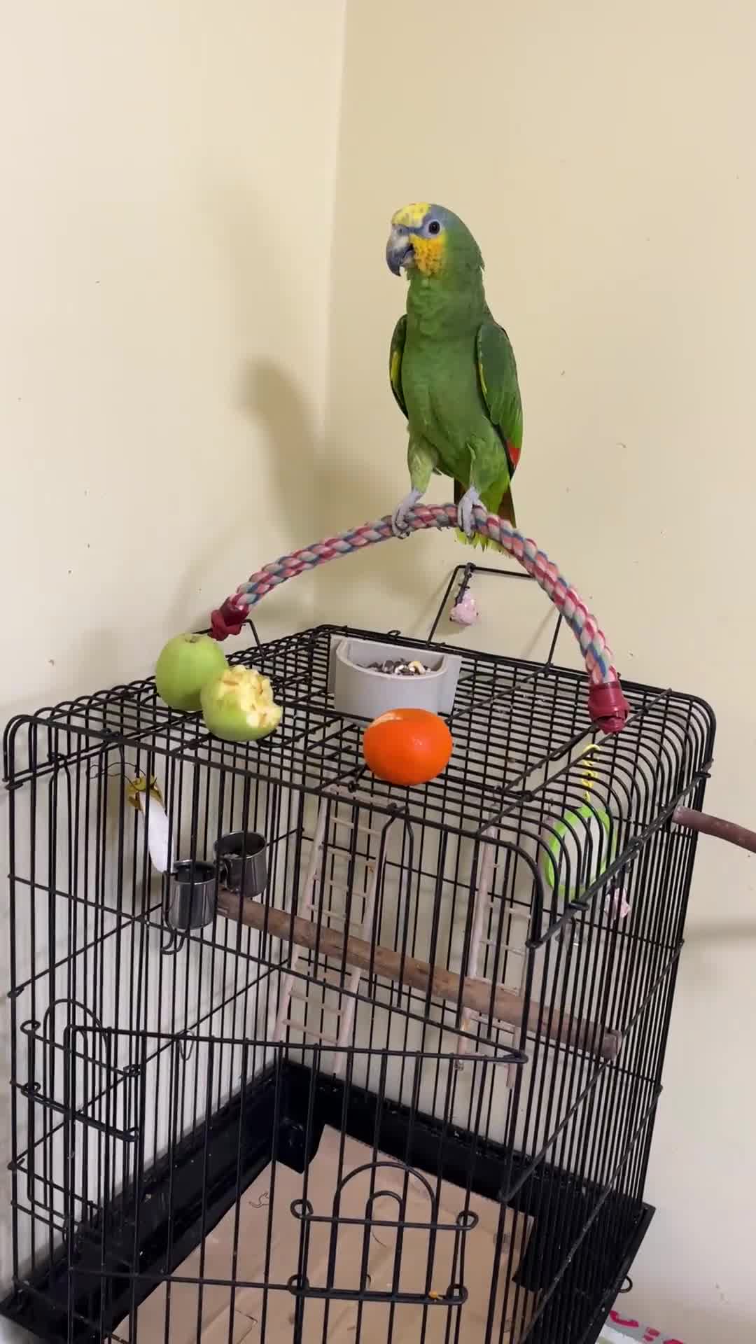Mixed Breed birds for sale: Orange Winged Amazon Parrot and Lutino Cockatiel - Video 1
