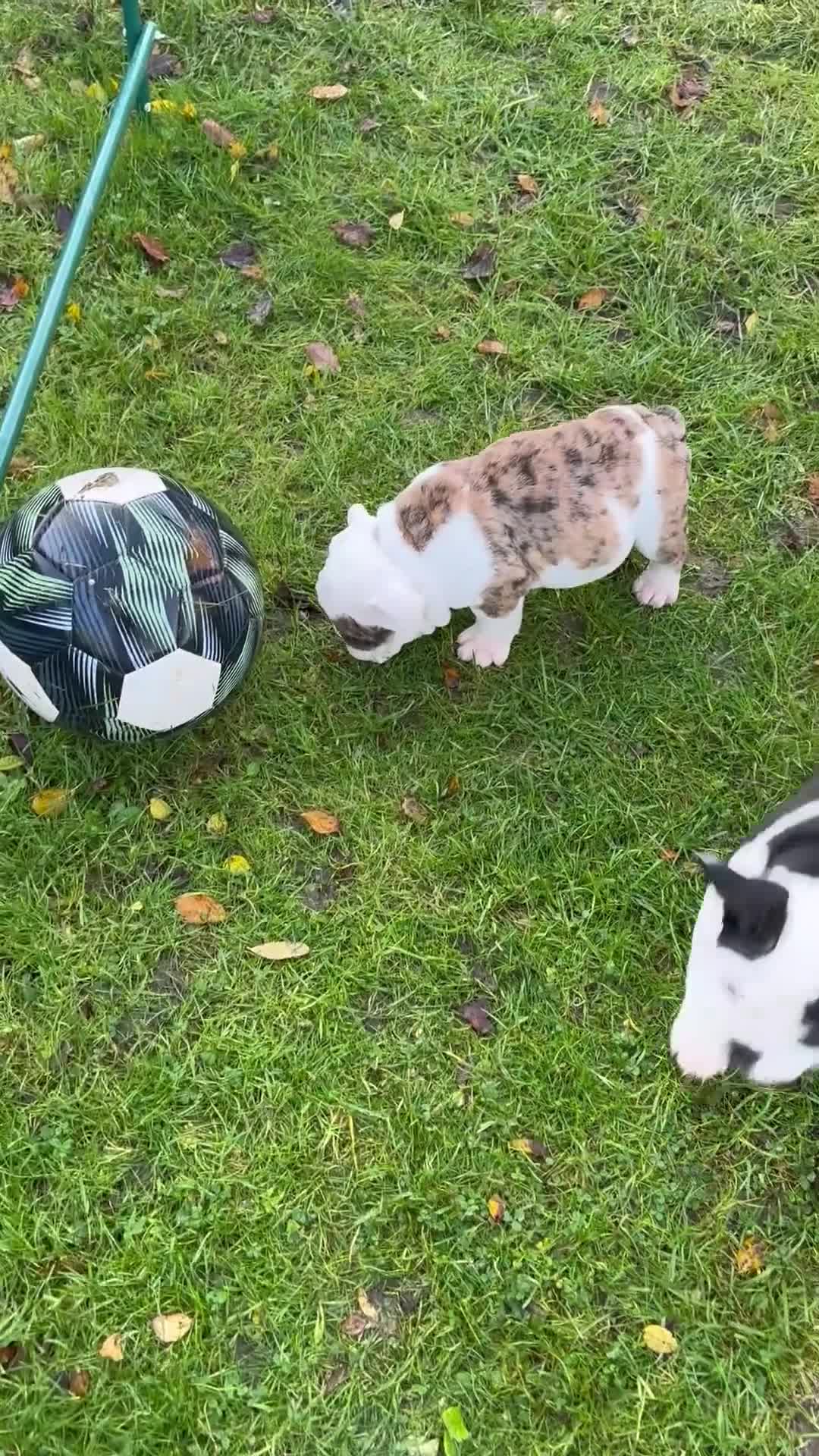 English Bulldog dogs for sale: 🌟Ready Now!🌟 - Video 4