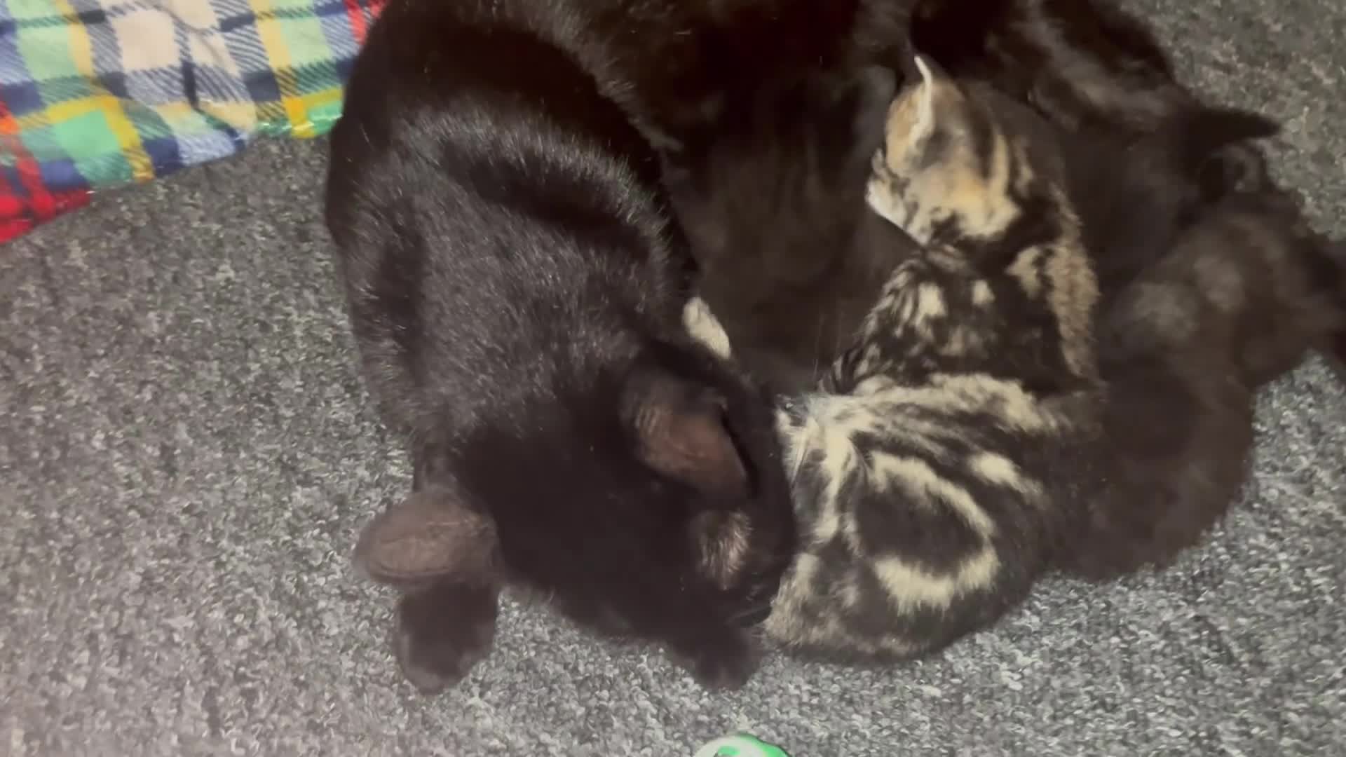 Bengal cats for sale: Beautiful Bengal cross Kittens for sale - Video 2