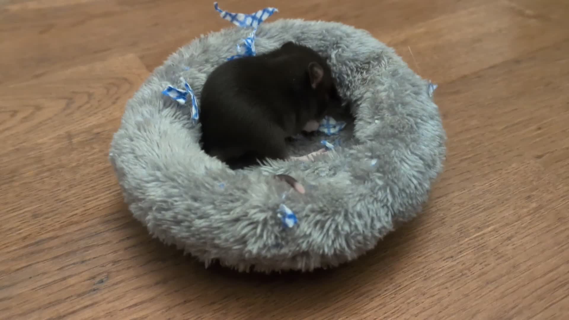 Rat rodents for sale: 4 male rats  - Video 1