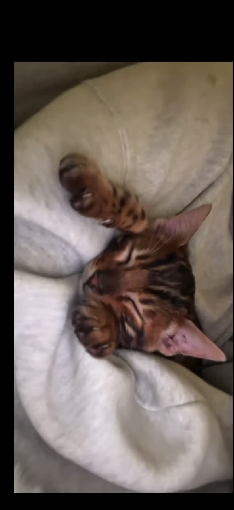 Bengal cats for sale: Beautiful bengal  in Manchester - Video 2