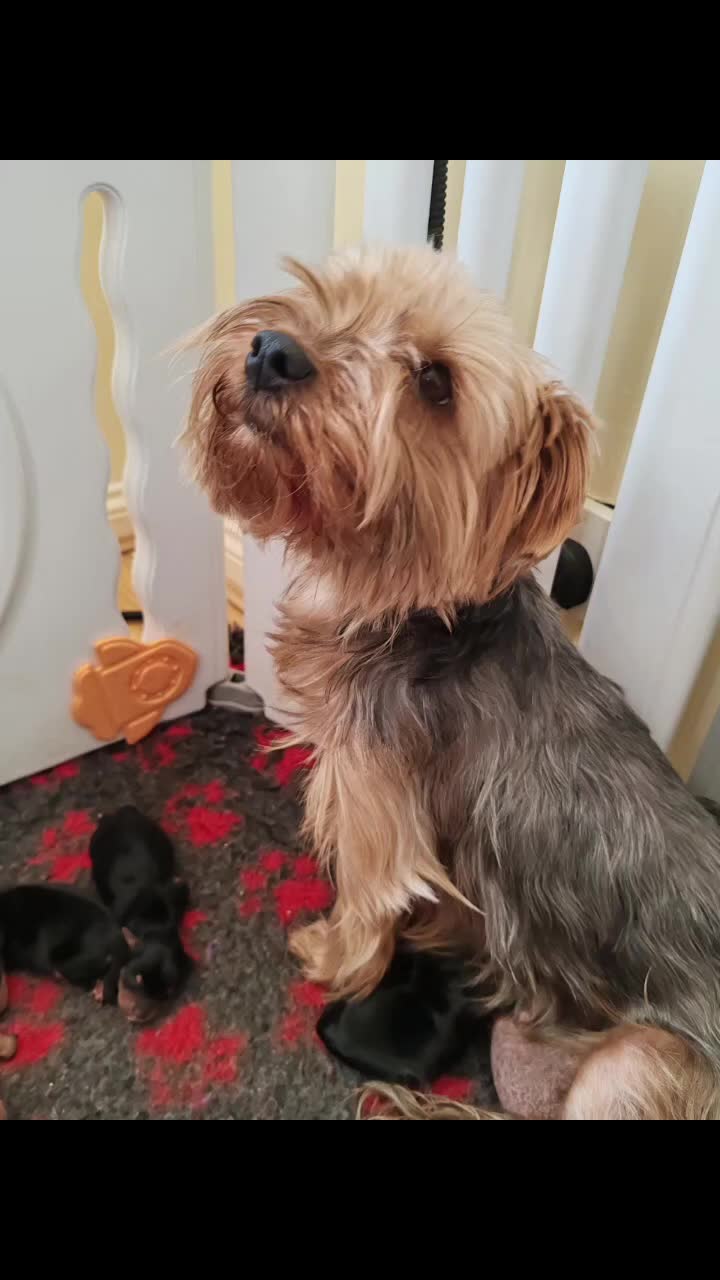 Yorkshire Terrier dogs for sale: Yorkshire terrier puppies  in Consett - Video 4