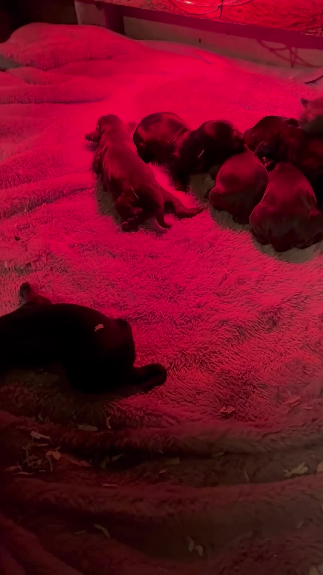 Cocker Spaniel dogs for sale: True working Cocker Spaniels docked  - Video 2