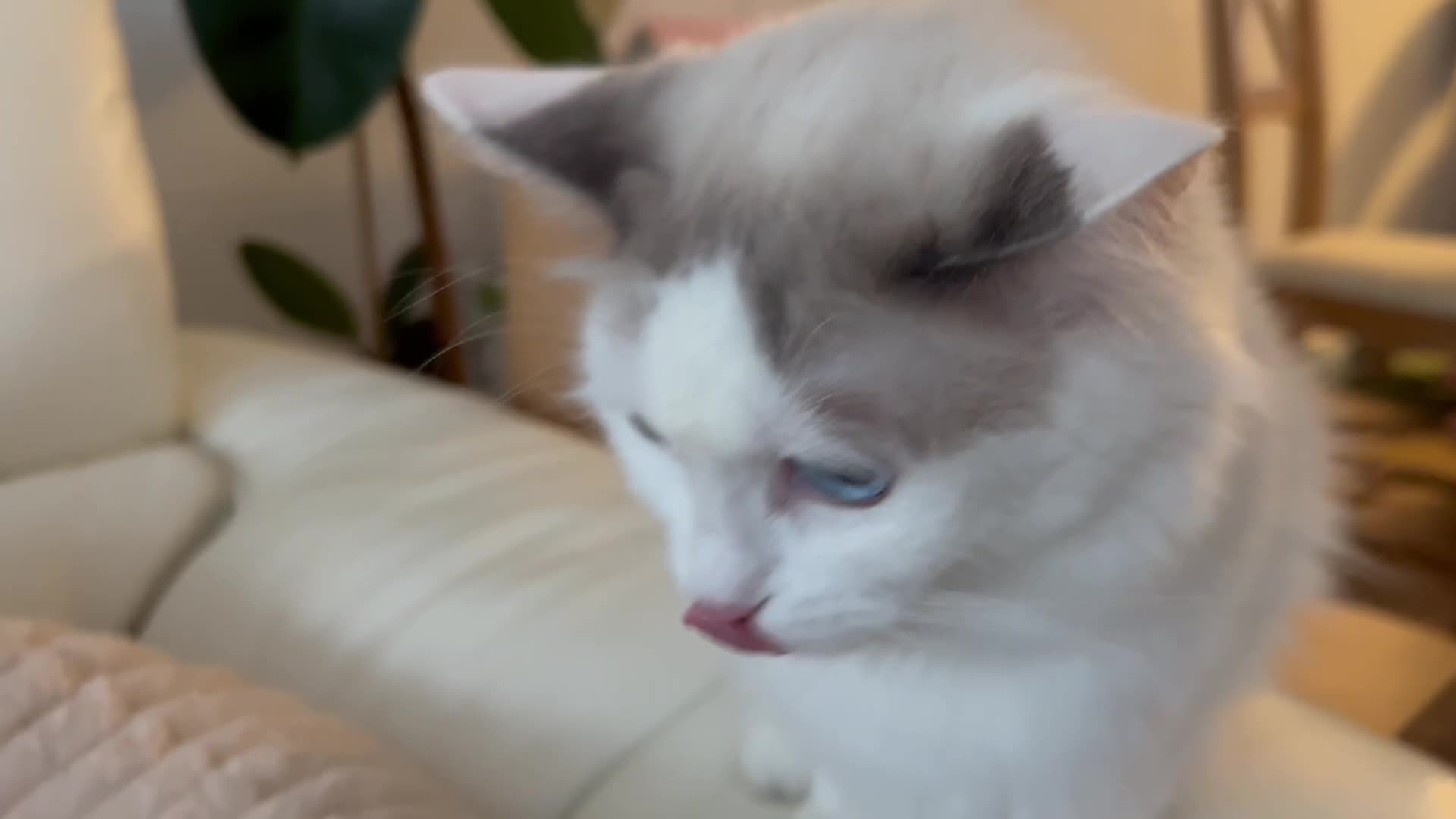 Ragdoll cats for sale: Ragdoll kittens - Video 1