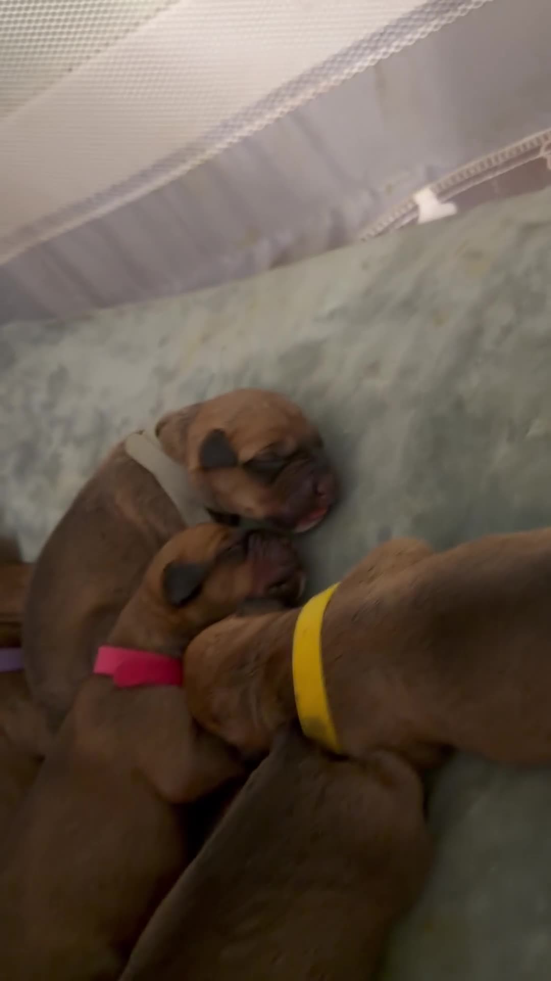 Rottweiler dogs for sale: Rottie Cross Pups - Video 2
