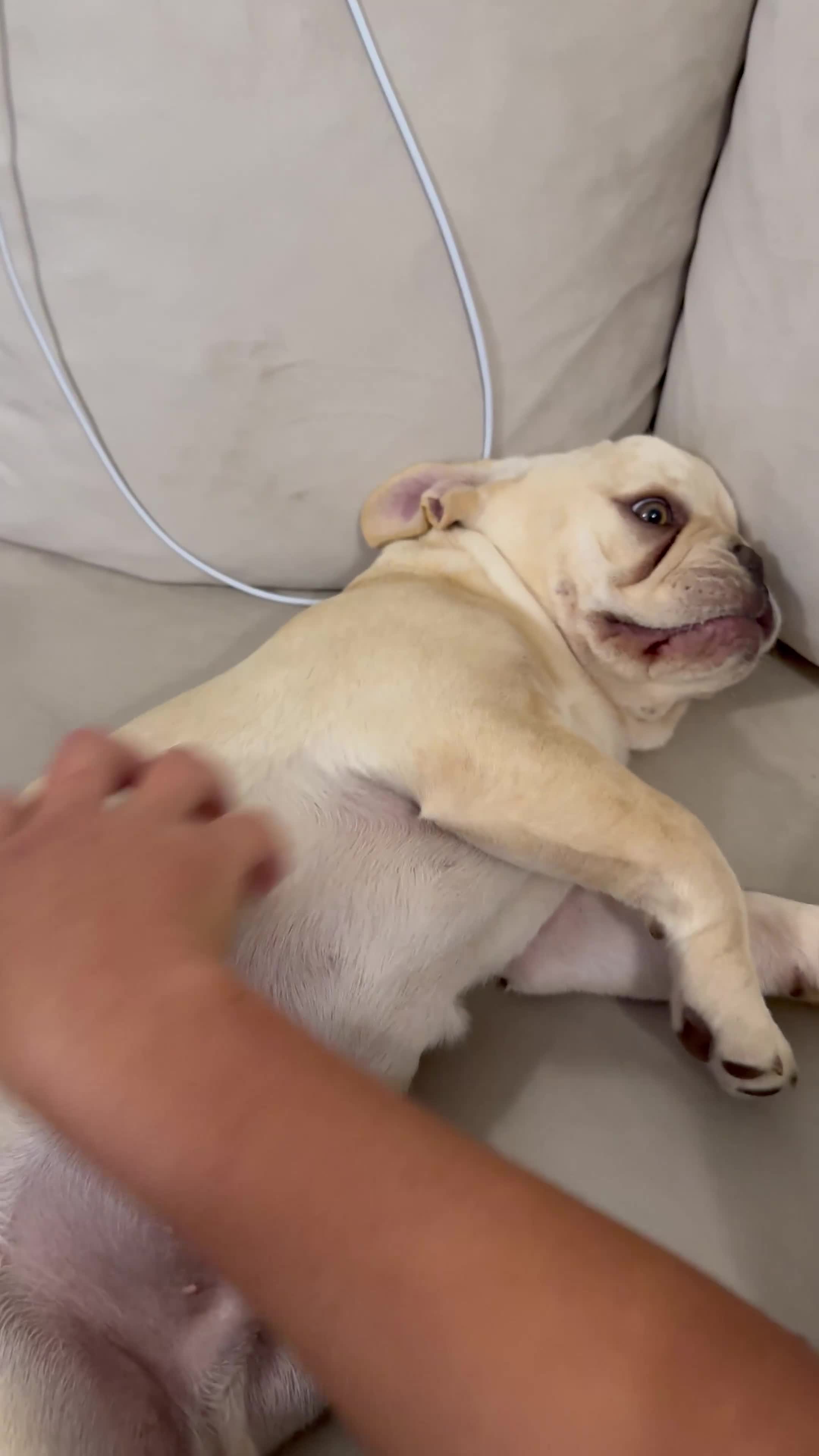 French Bulldog dogs for sale: French BullDog Boy - 7 Months Old  - Video 2