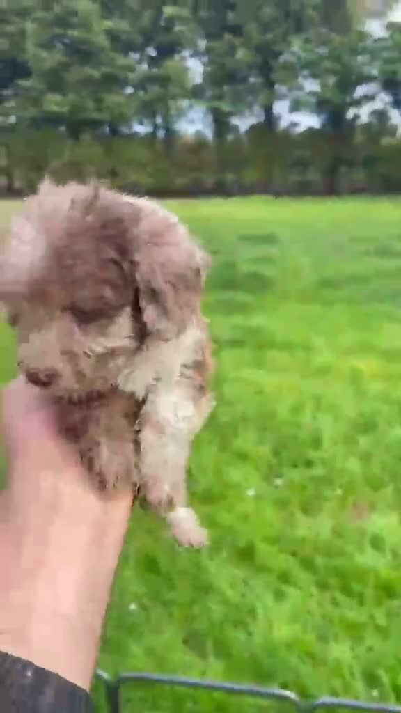 Mixed Breed dogs for sale: Stunning Miniature Merle Poodles - Video 1
