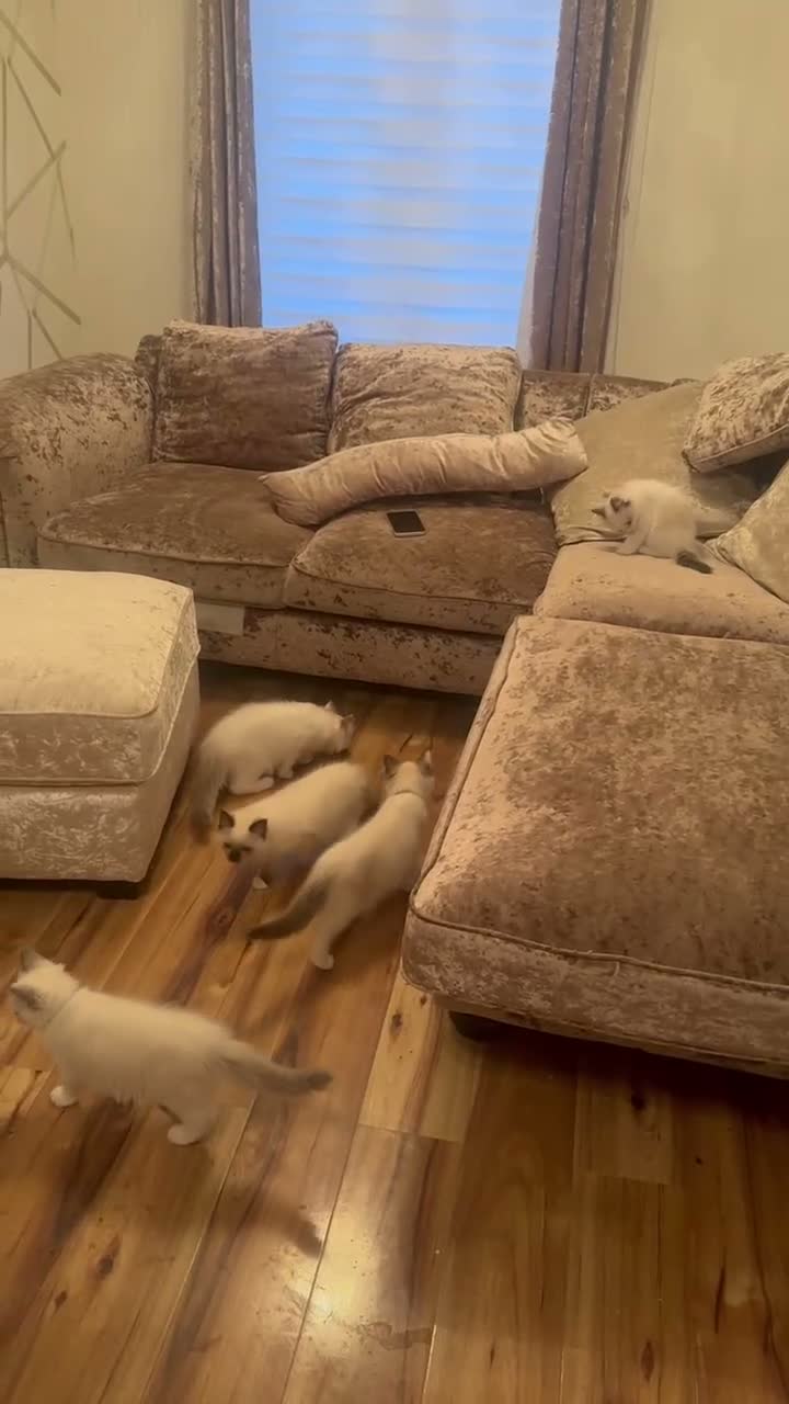 Ragdoll cats for sale: 6 GCCF ragdoll kittens  in Glasgow - Video 1