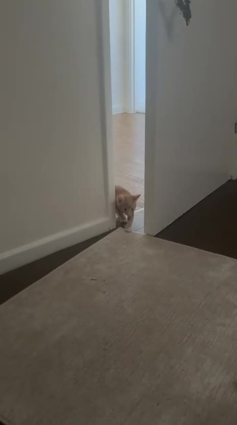 British Shorthair cats for sale: 6 Beautiful kittens looking for their forever home - Video 5