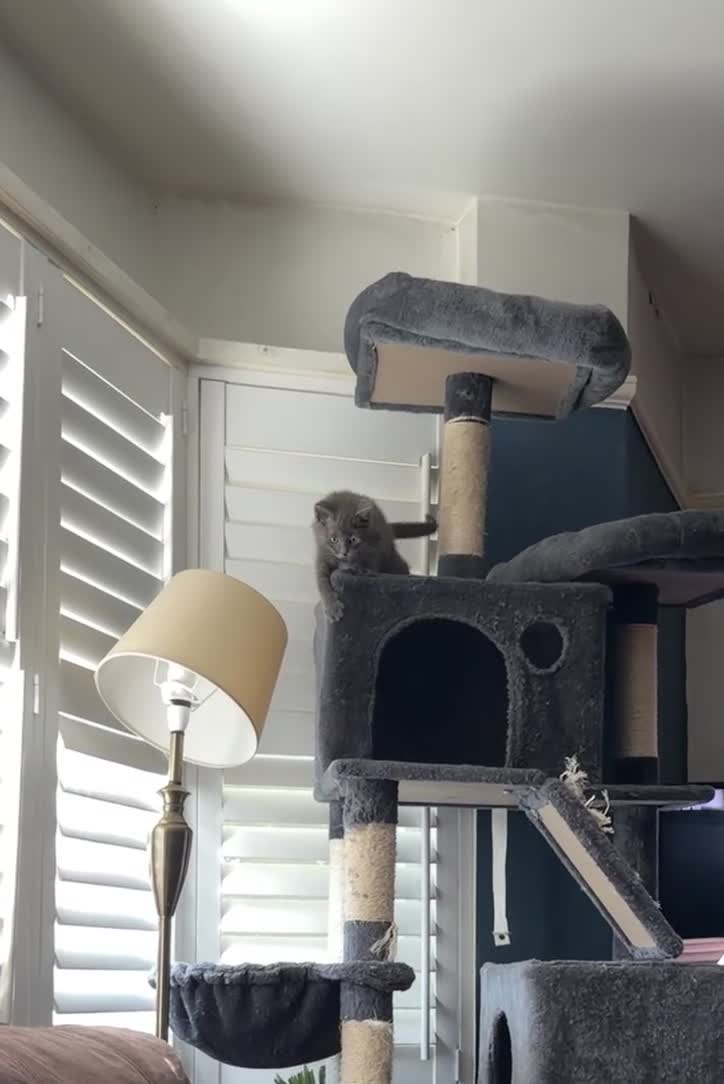 Ragdoll cats for sale: mixed ragdoll kittens  - Video 2