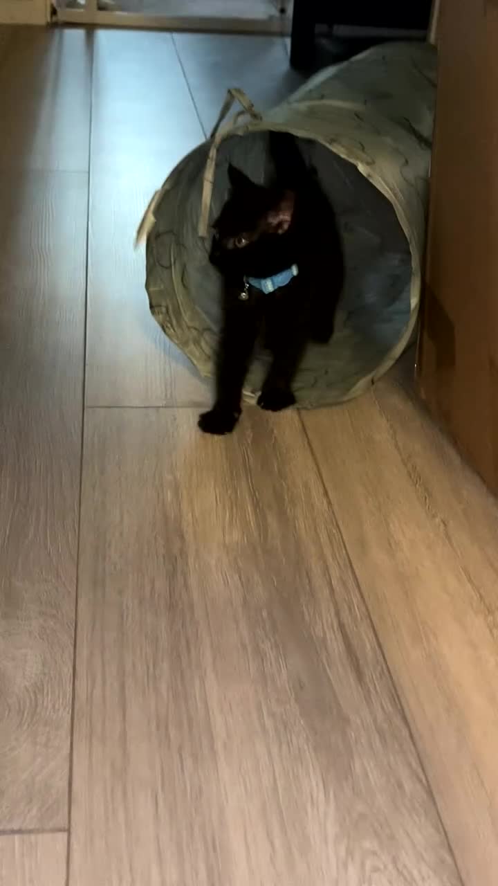 Ragamese cats for sale: Kitten - Video 2