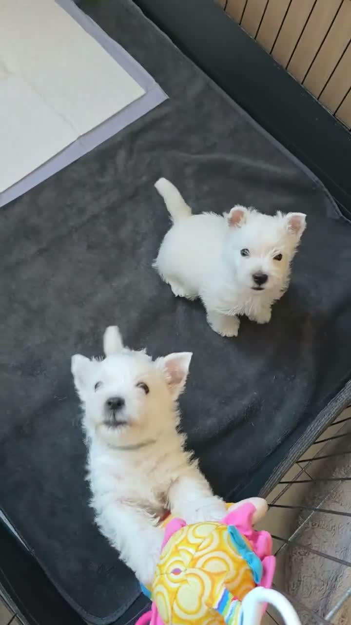 West Highland Terrier dogs for sale: Two healthy playful boys  - Video 1