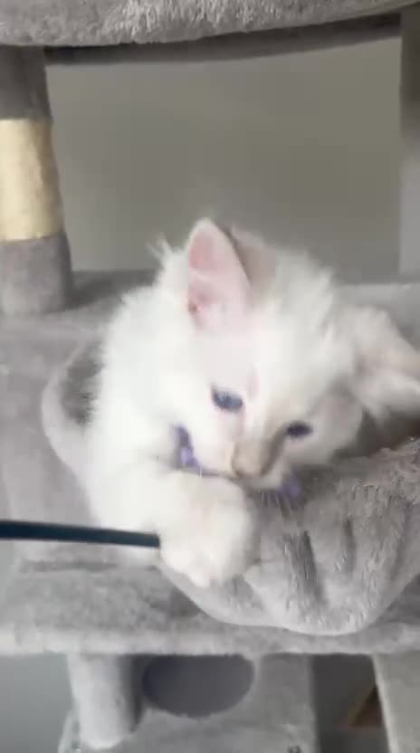 Ragdoll cats for sale: Registered Ragdoll kittens for sale - Video 3
