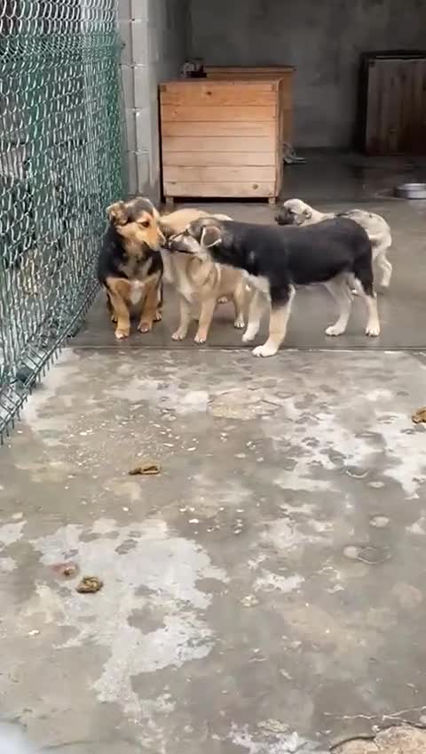 Mixed Breed dogs for adoption: Rolly Rose, 4 yrs approx. Available for adoption. - Video 1