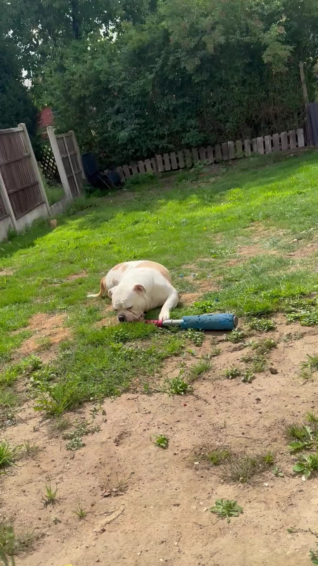 Old Tyme Bulldog dogs for sale: Old tyme English bulldog Belle  in Chesterfield - Video 1