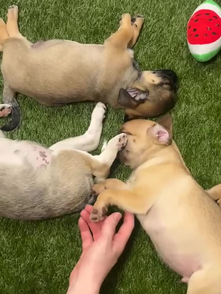 Pug dogs for sale: Full panda pugs - Video 2